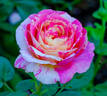 Wonderstripe ™ rose photo