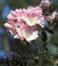 Miss Florence Mitten rose photo