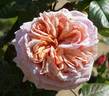 Jane Goodall rose photo