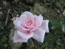 Letizia Rosa rose photo