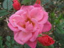 Rosi rose photo