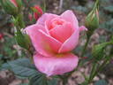 Rosi rose photo