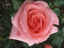 Superba rose photo