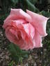 Superba rose photo