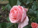 Superba rose photo