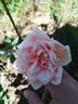 Fürstin Infantin von Hohenzollern rose photo