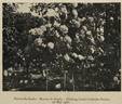 Louise Catherine Breslau, Cl. rose photo