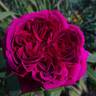 William Shakespeare ® rose photo