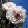 Marie Dermar rose photo