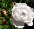 Marie Dermar rose photo