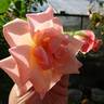 Gabriel Noyelle rose photo