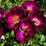 Route 66 rose photo