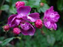 Angel Wings rose photo