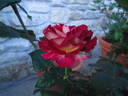 Bernard Mas ® rose photo