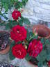 Bernard Mas ® rose photo