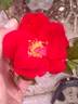 GHCS1 rose photo