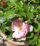 Ness rose photo