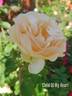 Child of My Heart rose photo