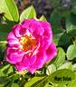 Marc Bolan rose photo