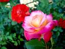 Starion ® rose photo