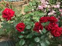 Erika Pluhar rose photo