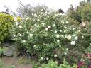 Mrs. Harold Brocklebank rose photo