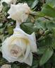Mrs. Harold Brocklebank rose photo