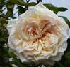 Mrs. Harold Brocklebank rose photo