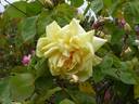 Mrs. Graham Hart rose photo