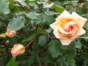 Mrs. Dunlop-Best rose photo