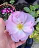 LFF3 rose photo