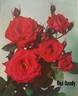 Red Dandy rose photo
