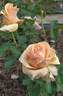 King Kong+ rose photo