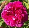 Madame de la Rôche-Lambert rose photo