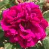 Souvenir de Pierre Vibert rose photo
