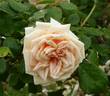 Bouquet d'Or rose photo