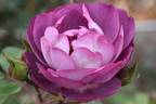Dusky Moon rose photo