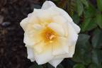 Custard Cream rose photo