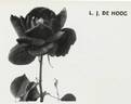 L. J. de Hoog rose photo