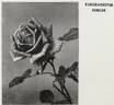 Burgemeester Berger rose photo