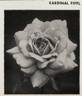 Kardinal Piffl rose photo
