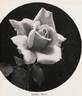 Golden Dawn rose photo