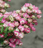 Taranis rose photo