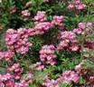 Taranis rose photo