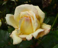 Golden Dawn rose photo