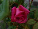 Bahurupi rose photo