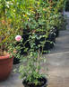 Anhle rose photo