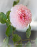Anhle rose photo