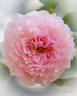 Anhle rose photo