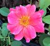 Cinnamon Spice rose photo